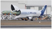 tmb beluga gives birth